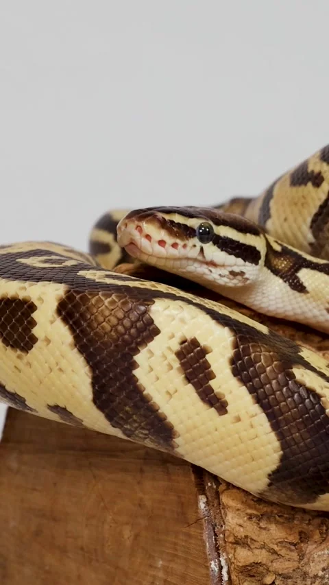 Vertical Close-up of Ball Python Resting on Wood Log Stock Footage 327272712
