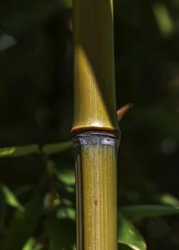 Vertical Close-Up of Bamboo Node and Green Internode Stock Photos