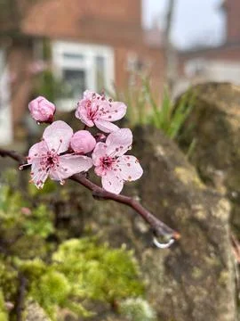 Vertical close up of a beautiful tree branch with pink cherry blossom flowers Stock Photos