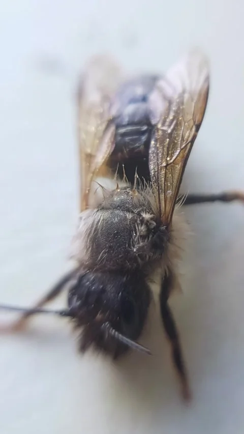 Vertical close up bee Stock Footage 240673167