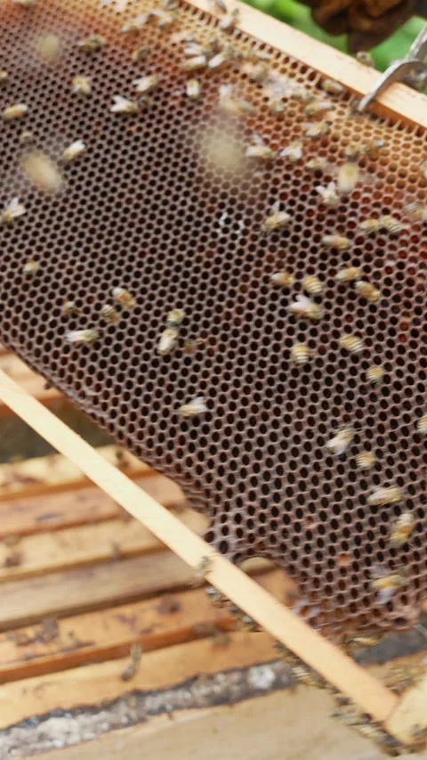 Vertical Close-up of Beekeeping Frame with Busy Bees Stock Footage 328536759