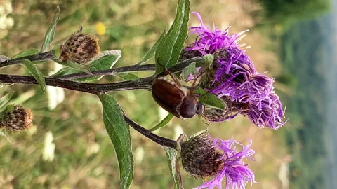 Vertical close-up: a big brown beetle sitting on a pink wild flower ironweed Stock Footage 231508534