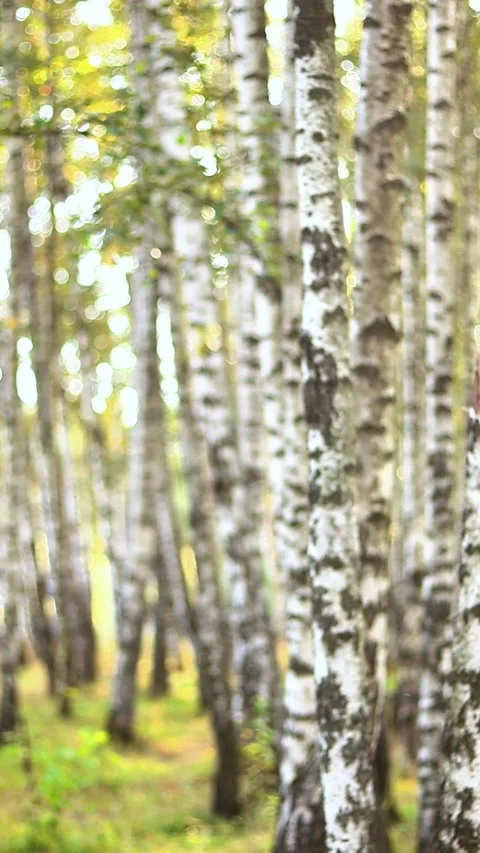 Vertical Close Up of Birch Tree Trunks in Sunlit Forest Stock Footage 341331131