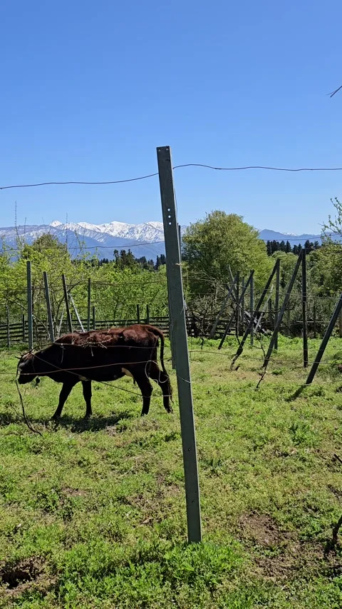 Vertical close up of a black and brown cow standing Stock-Footage 333256875
