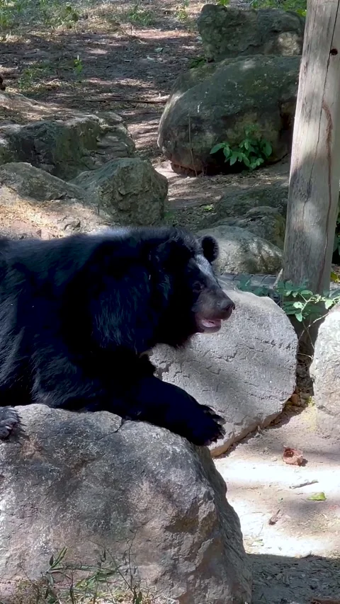 Vertical Close Up of Black Bear Resting on Large Rocks Stock Footage 325689739