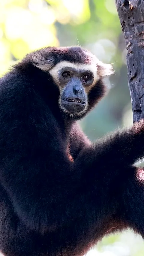 Vertical Close Up of a Black Gibbon Sitting on a Branch Vídeos de archivo 326088656