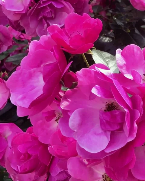 Vertical close up of blooming Lavender Dream roses with bright pink petals Stock-Footage 340321489