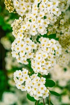 Vertical close-up of a blooming white spiraea branch with floral clusters i.. Stock Photos