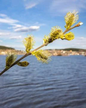 Vertical close-up of blooming willow branch with catkins over lake Stock Photos