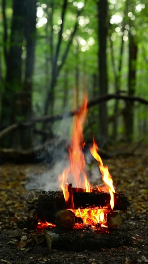 Vertical close up of bright campfire burning in deep forest wood flame Stock Footage 345716501