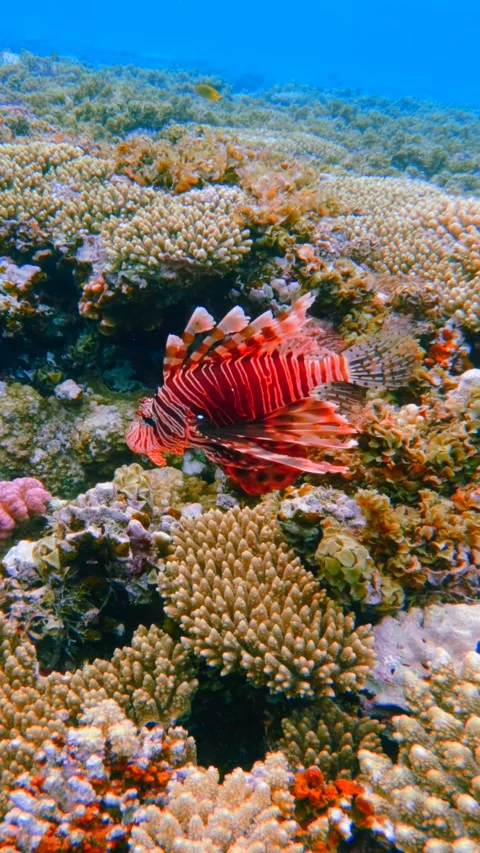 Vertical close up of Bright red lionfish hunting on coral reef Red Sea Stock-Footage 336233452