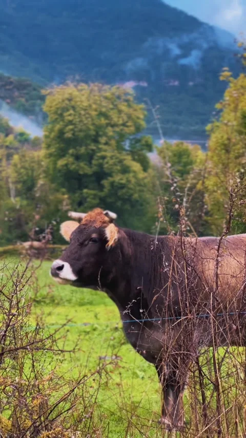 Vertical Close-Up of Brown Cow Stock Footage 320117148