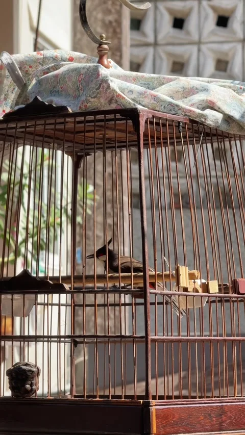 Vertical Close up of Bulbul Bird in Cage on the roof of the private house. Video stock 339269616