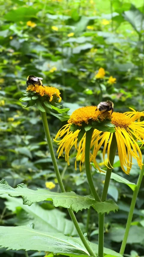 Vertical close up of bumblebees gathering nectar from yellow wildflowers am.. Stock Footage 339266776