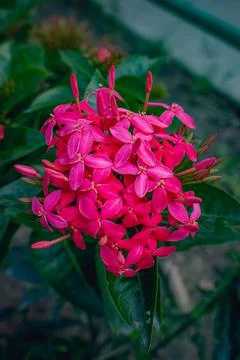 Vertical close-up of a bunch of pink spike flowers Foto stock