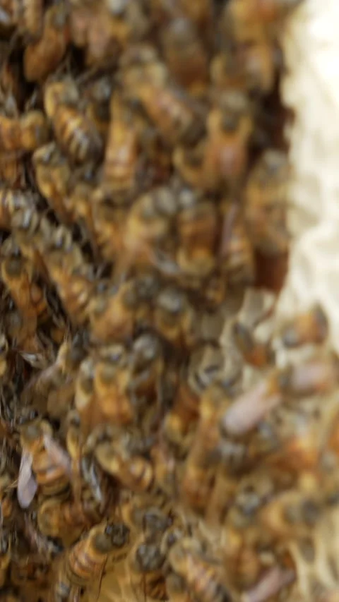 Vertical Close-up of Busy Bees on Honeycomb Surface Stock Footage 328527130