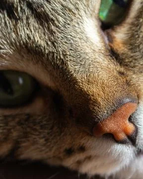 Vertical close up of cat face with green eyes and detailed whiskers Stock-Fotos