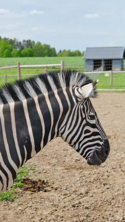 Vertical Close-Up of Chapman's Zebra Showing Distinctive Black and White Stripes Stock Footage 312246333