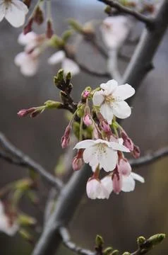 Vertical Close-up of Cherry Blossoms Fotos de archivo
