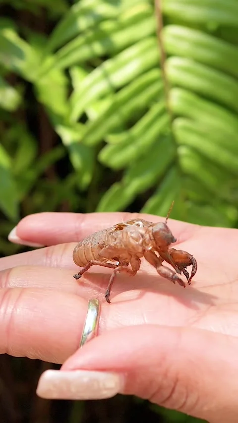 Vertical Close Up of Cicada Exoskeleton Shell Held in Hand Stock Footage 327346657