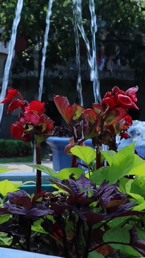 Vertical Close-Up of City Coat of Arms on Cast Iron Planter with Flowers Video stock 331136449