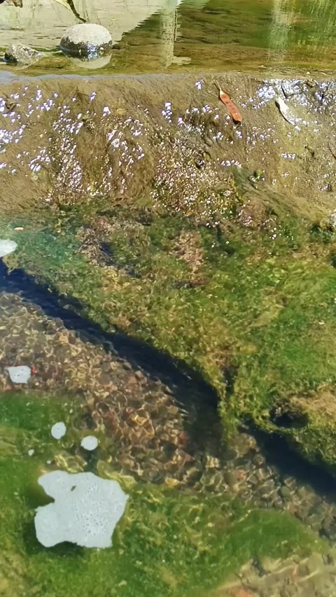 Vertical close up of clear water flowing over mossy rocks during the dry Video stock 344428740