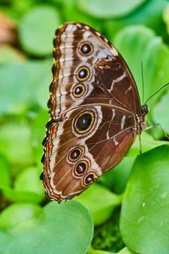 Vertical close up of closed brown wings on Blue Morpho butterfly as it rests on 스톡 사진