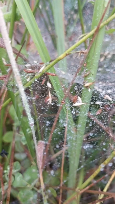 Vertical Close Up of Cobweb with Water Droplets in Nature 스톡 동영상 338363329
