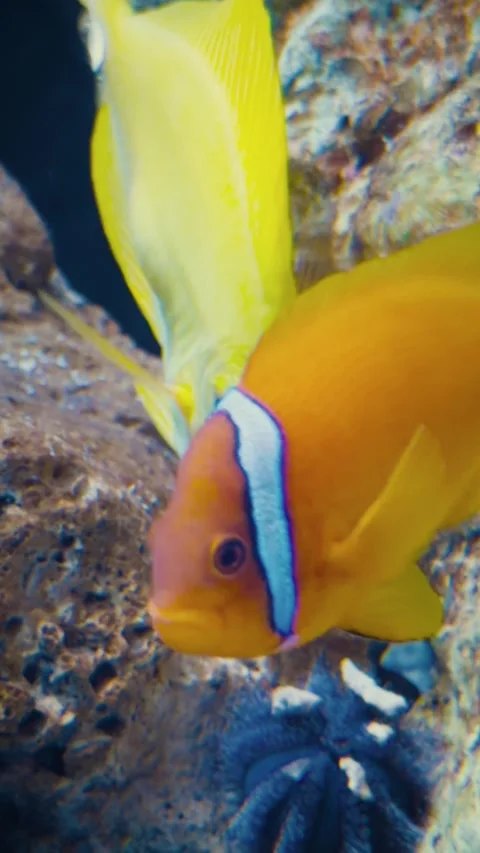 Vertical close-up of colorful tropical fish swimming near rocky reef Stockbeeldmateriaal 346658824