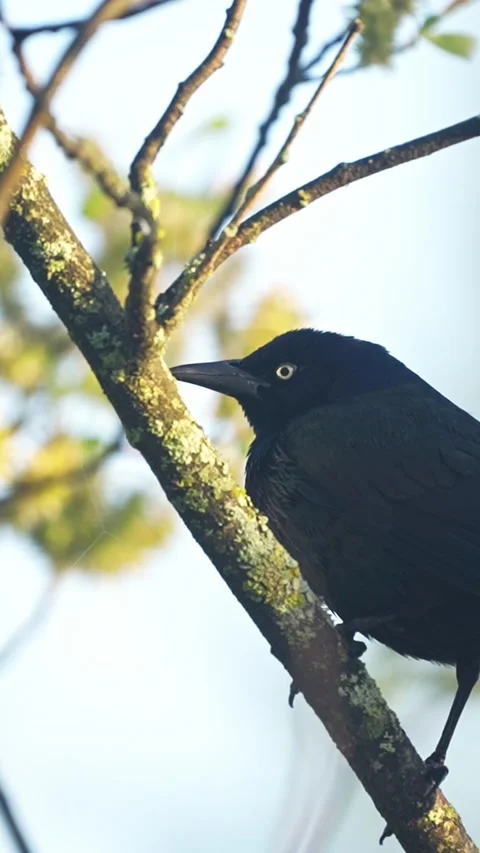 Vertical Close-Up of Common Grackle Perched on Branch in Sunlight Stock Footage 338031419