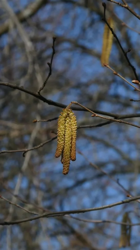 Vertical close-up of common hazel catkins swaying on a branch in early spring Stock Footage 330769026