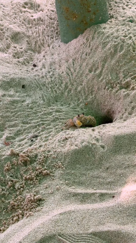 Vertical close up crab digging a hole in beach sand. Coastal marine wildlife Stock Footage 343327341