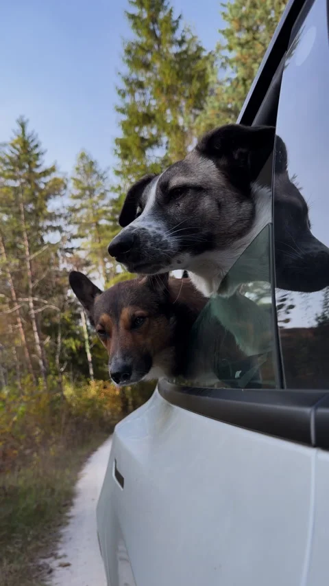 VERTICAL, CLOSE UP: Curious dogs lean from open car window during autumn drive Stock Footage 341175404