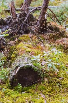 Vertical Close Up of a Cut Mossy Log Reclaimed by the Forest 写真素材