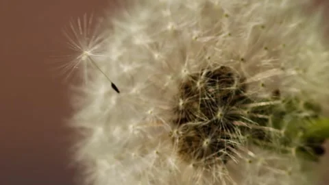 Vertical close up of dandelion seed Stock Footage 246958762