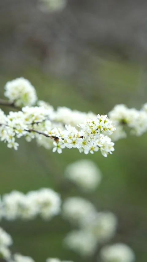 Vertical Close Up of Delicate White Flowers in Spring Stock Footage 332748372
