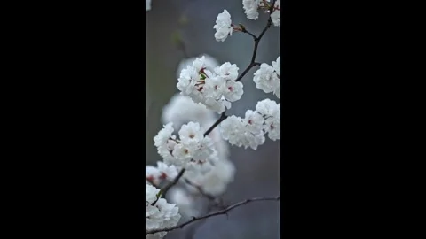 Vertical close-up of delicate white spring blossoms Vídeo Stock 335539208