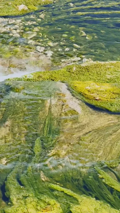 Vertical close-up of dense green algae flowing through shallow water in the Stock Footage 346259992