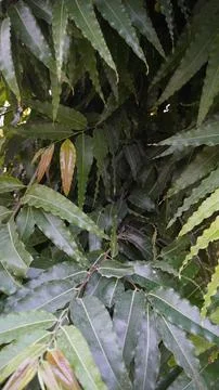 Vertical Close Up of Dense Green Leaves of a Tropical Ashoka Tree 스톡 사진