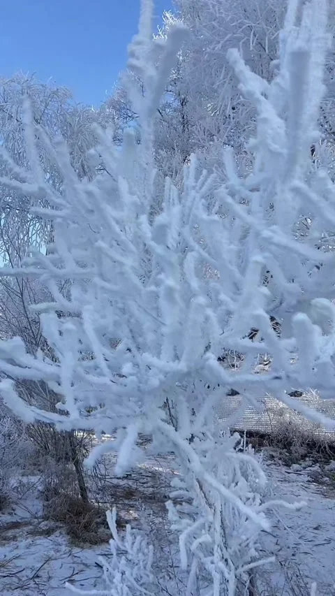 Vertical Close-up Detailed Texture of Crystalline Rime Ice on Frozen Branche Stock Footage 328274534