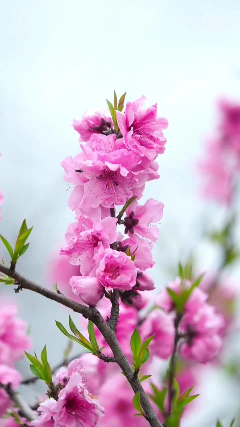 Vertical Close-up of Dewdrops on Pink Peach Blossoms Video stock 331481900