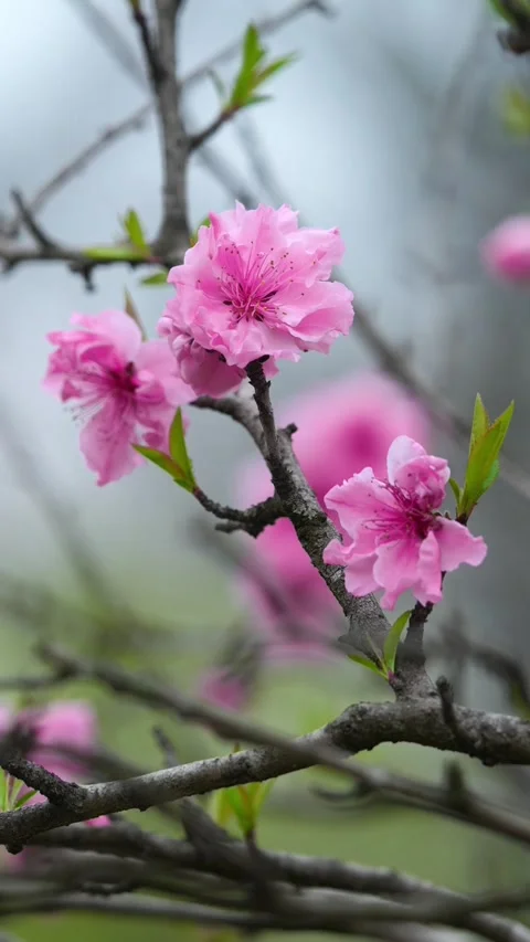 Vertical Close-up of Dewdrops on Pink Peach Blossoms Vídeos de archivo 331482277