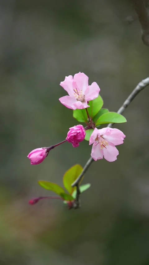 Vertical Close-up of Dewdrops on Two Pink Peach Blossoms Stock Footage 331423347