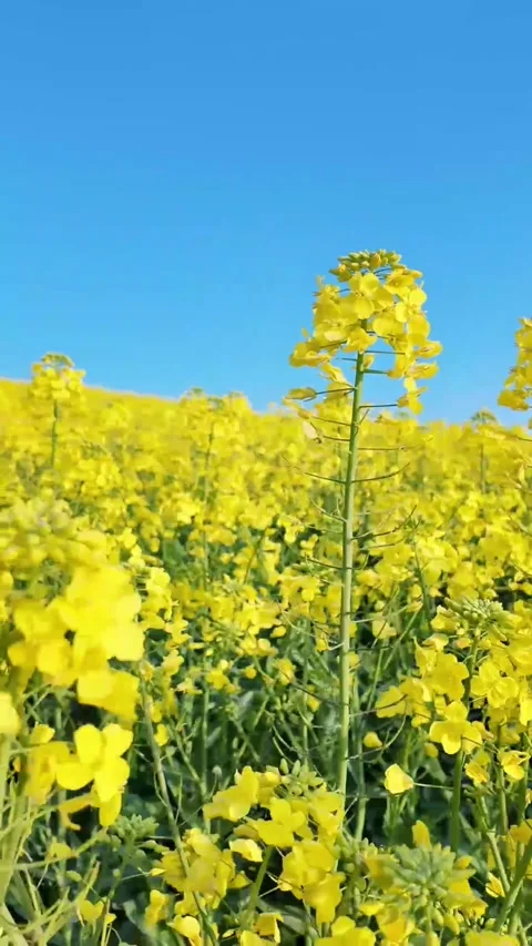 Vertical Close-up of Dewdrops on Yellow Rapeseed Blossoms Stock Footage 331483635