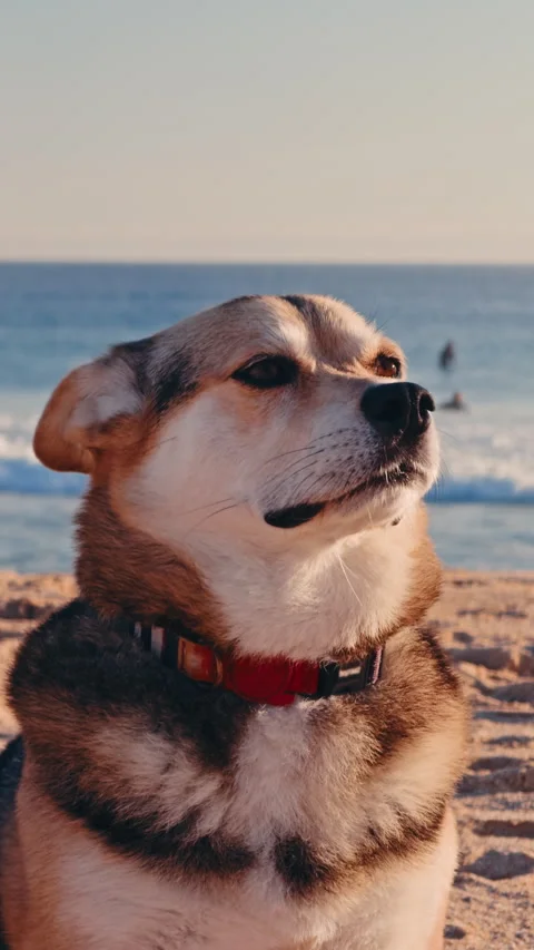 Vertical close up dog portrait with surfing beach background. Stock Footage 337317868