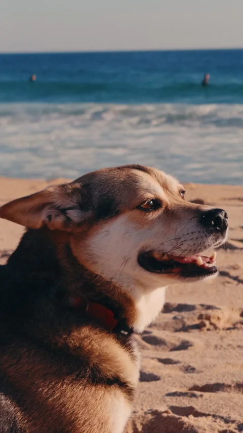Vertical close up dog watching Atlantic Ocean and surfing activity. Stock-Footage 337316570