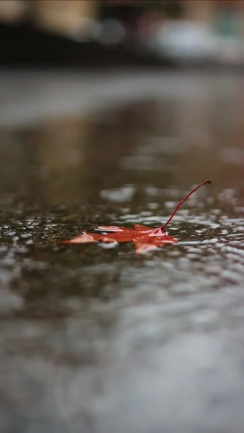 Vertical close-up of dry autumn leaf in puddle on rainy stormy day, video 4k Stock Footage 292984233