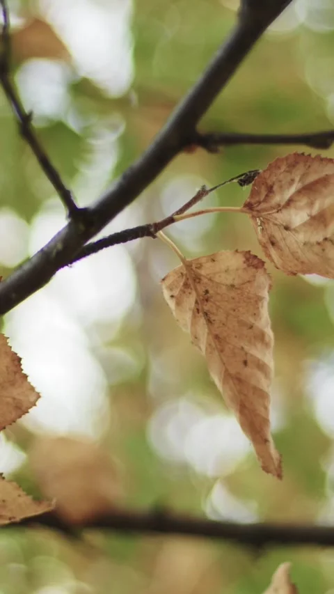 Vertical close up of dry golden birch leaves clinging to thin tree branches Stock Footage 345843383