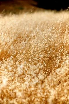 Vertical close up of dry tall grass Stock Photos