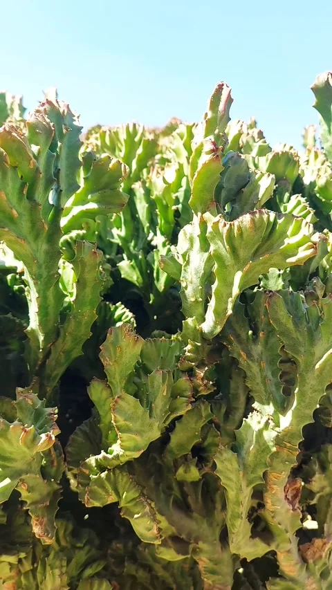 Vertical close up of Euphorbia lactea crest in sunny garden. Vidéo 319464012